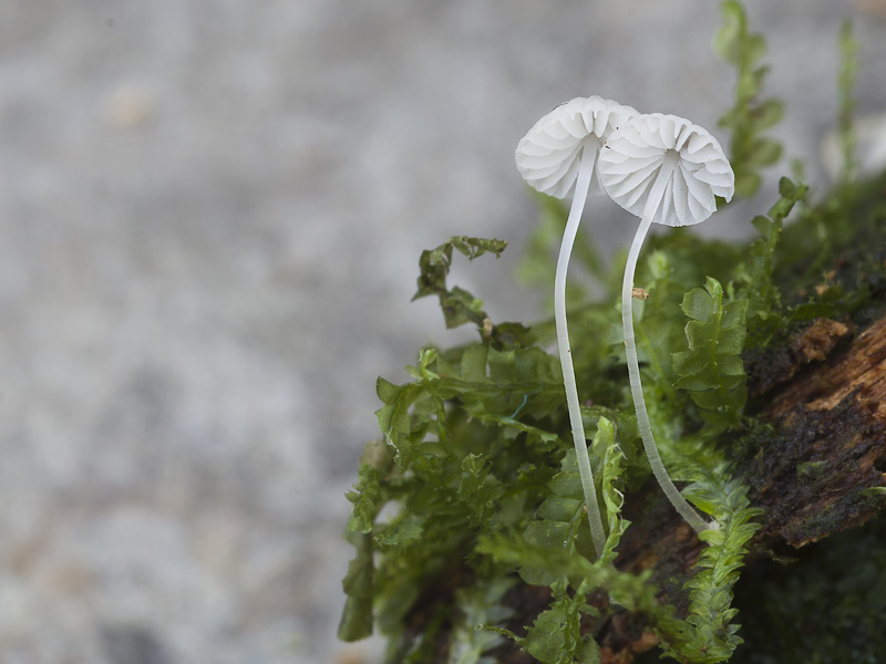 Mycena hawaiiensis